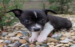 Pomchi dogs for sale: Mongoose - Image 18