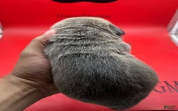 Cane Corso dogs for sale: Iccf Athena - Image 4