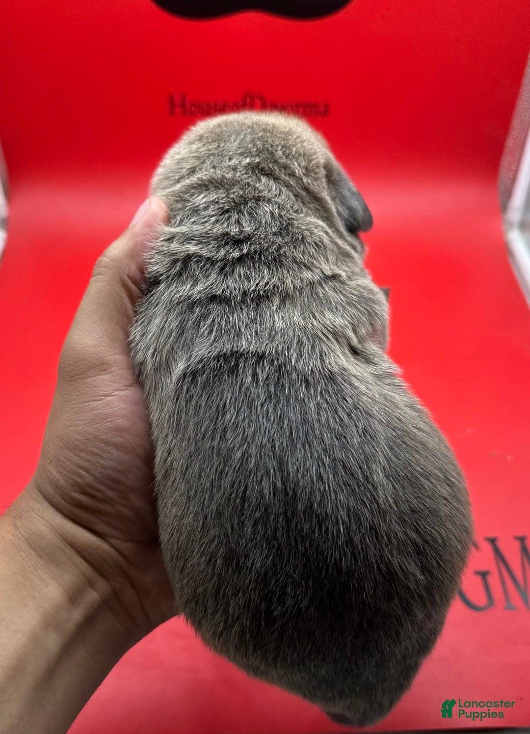 Cane Corso dogs for sale: Iccf Athena - Image 4