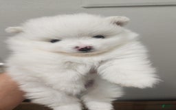 Pomeranian dogs for sale: Snow - Image 2