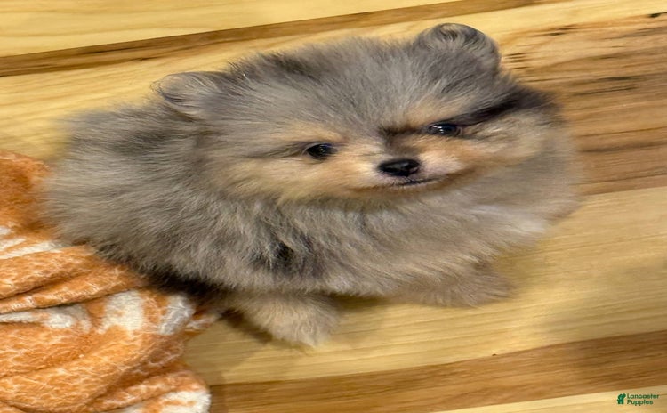 Pomeranian dogs - Advert 16