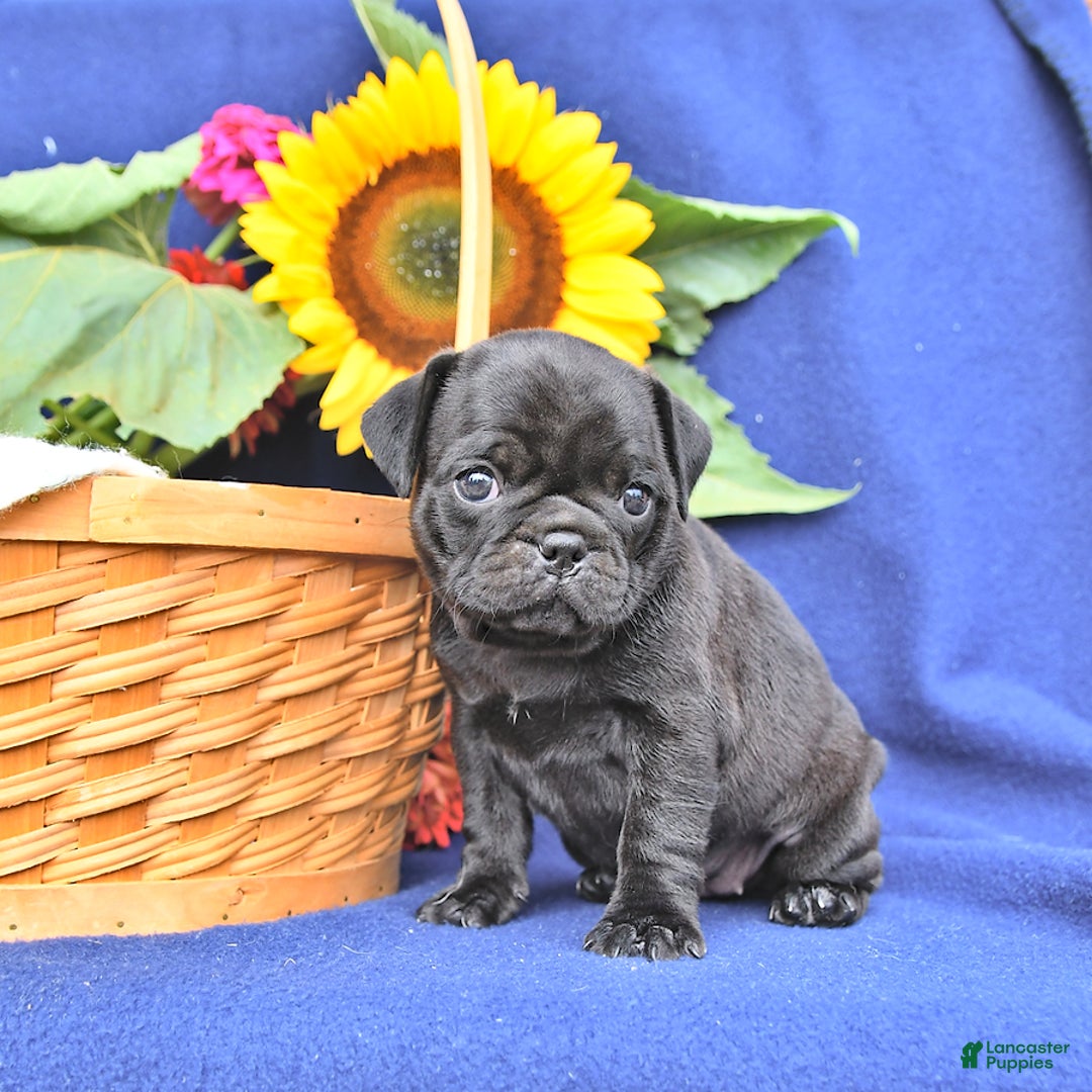 Pug dogs for sale: Jasmine - Image 2