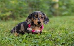 Miniature Dachshund dogs for sale: Sadie - Image 9