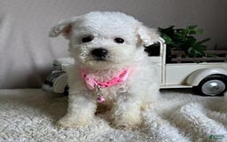 Bichpoo dogs for sale: Gigi - Image 8