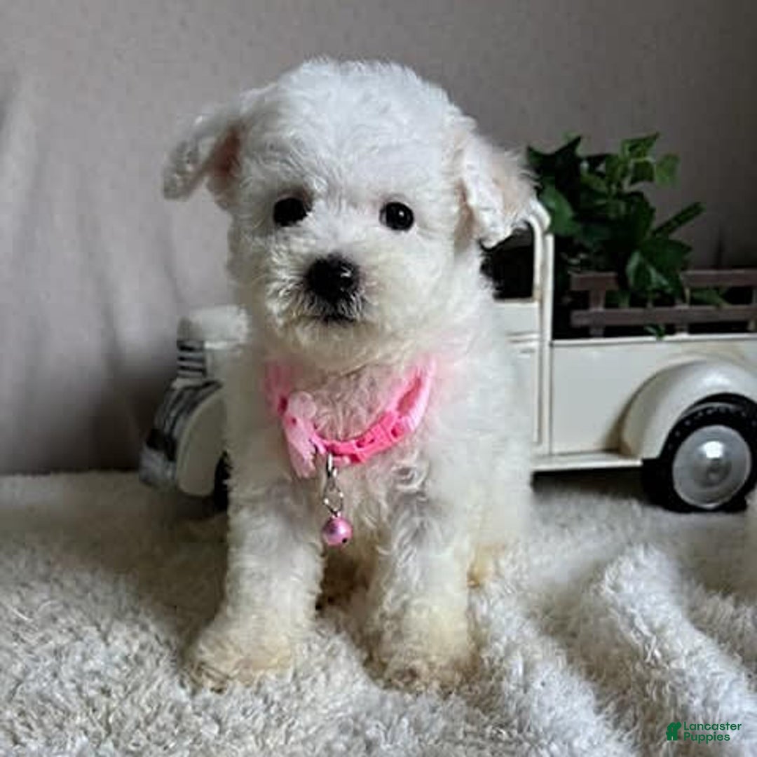 Bichpoo dogs for sale: Gigi - Image 8