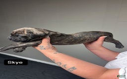 Cane Corso dogs for sale: Skye - Image 4