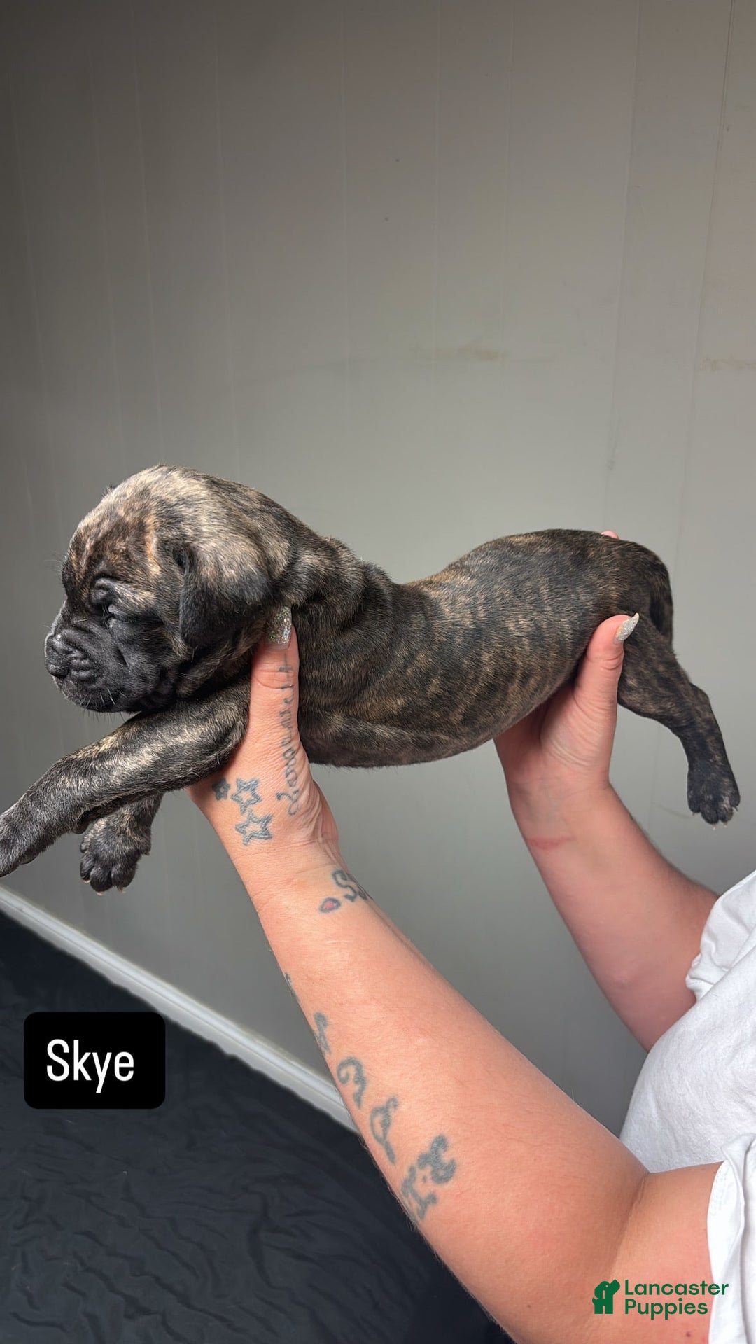 Cane Corso dogs for sale: Skye - Image 4