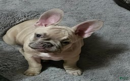 French Bulldog dogs for sale: Silver - Image 2