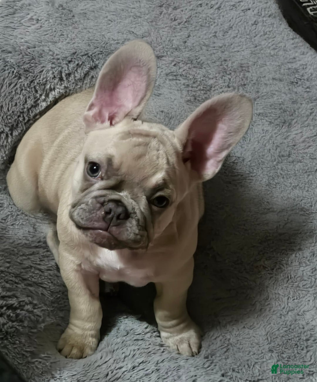 French Bulldog dogs for sale: Silver - Image 2