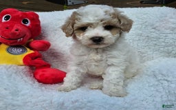 Toy Poodle dogs for sale: Sage - Image 4