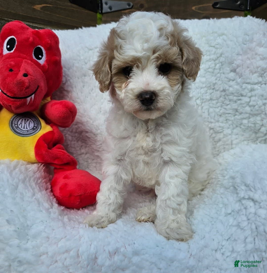 Toy Poodle dogs for sale: Sage - Image 4