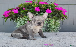 Frenchton dogs for sale: Sammy - Image 1