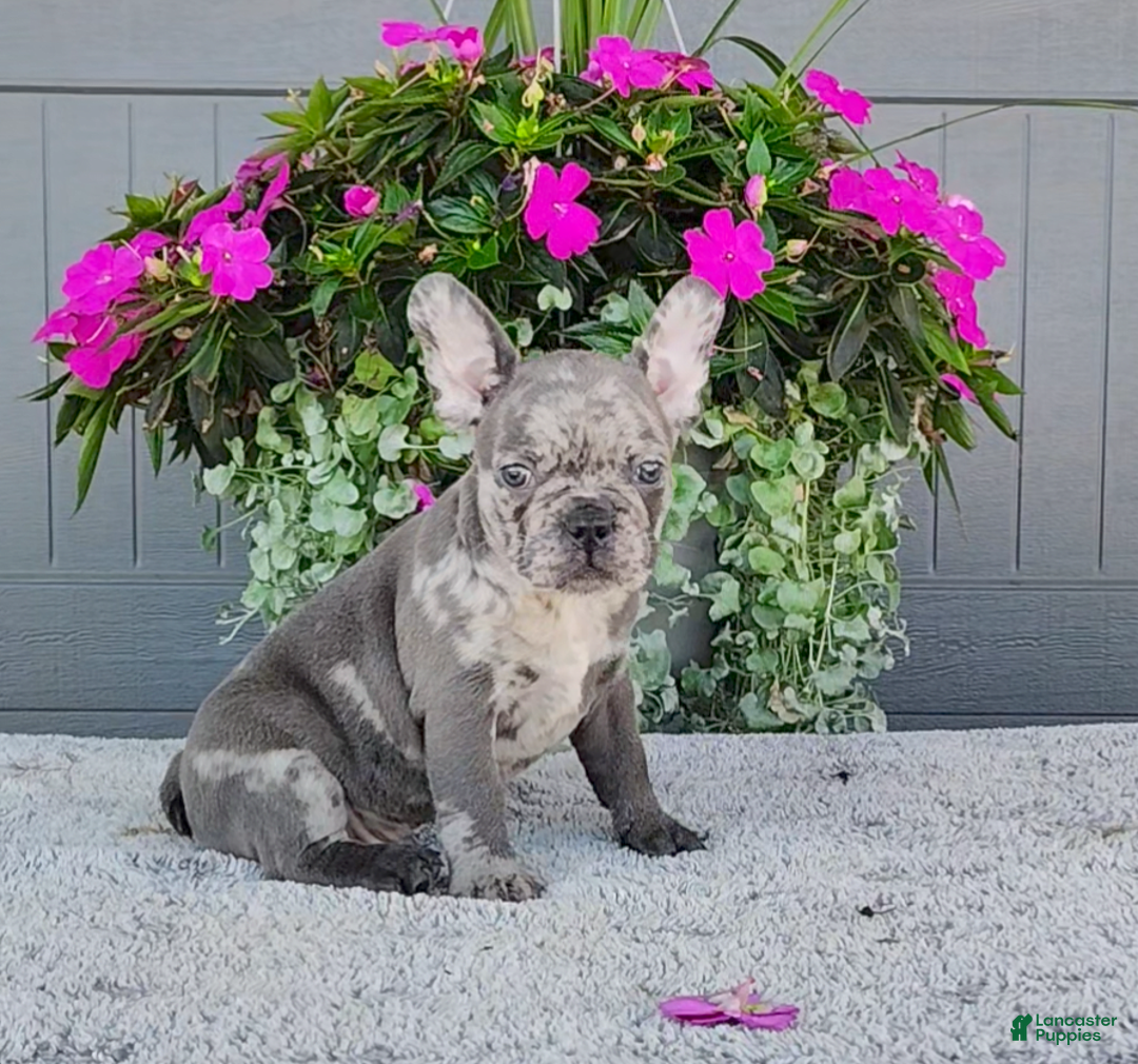 Frenchton dogs for sale: Sammy - Image 1