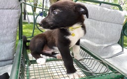 Border Collie dogs for sale: Justin - Image 3