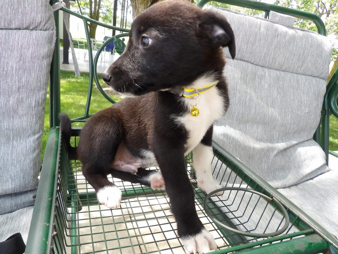Border Collie dogs for sale: Justin - Image 3