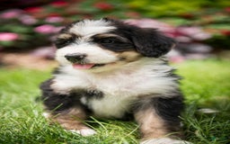 Bernedoodle dogs for sale: Bubbles - Image 6
