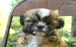 Teddy Bear dogs for sale: Vermont - Image 4