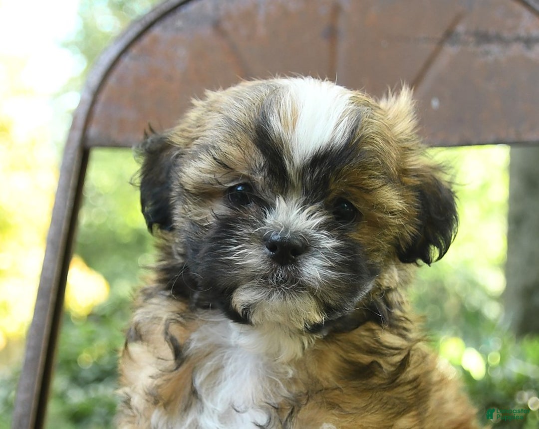 Teddy Bear dogs for sale: Vermont - Image 4