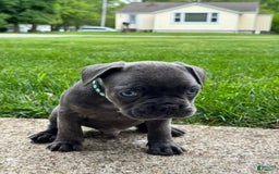 French Bulldog dogs for sale: Forest - Image 8