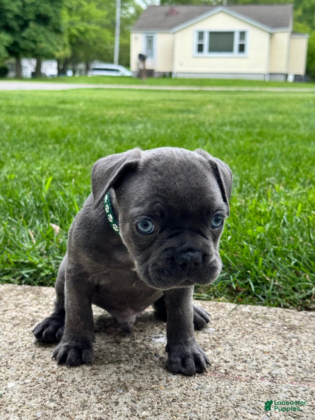 French Bulldog dogs for sale: Forest - Image 8