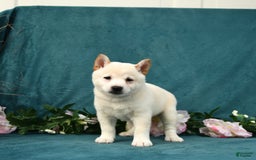 Shiba Inu dogs for sale: Emma - Image 3