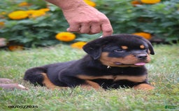 Rottweiler dogs for sale: Larry - Image 3