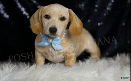 Miniature Dachshund dogs for sale: Wallen - Image 2