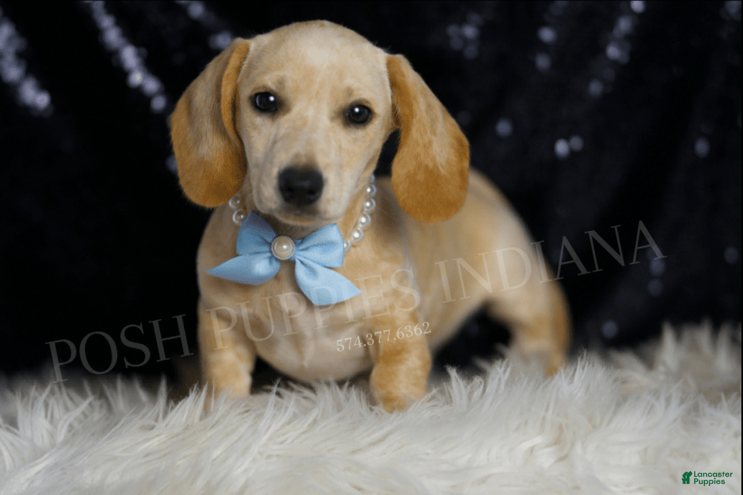 Miniature Dachshund dogs for sale: Wallen - Image 2
