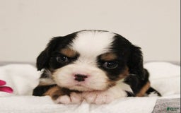 Miniature Bernese Mountain Dog dogs for sale: Gummybear - Image 1