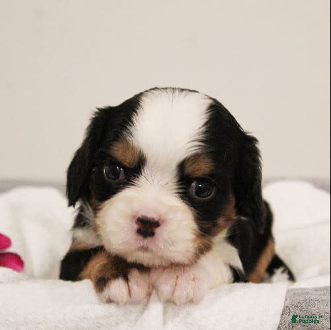Miniature Bernese Mountain Dog dogs for sale: Gummybear - Image 1