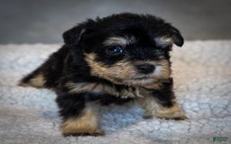 Miniature Schnauzer dogs for sale: Harley - Image 9
