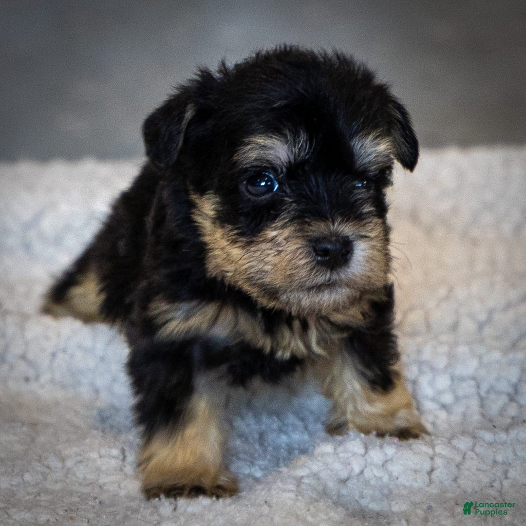 Miniature Schnauzer dogs for sale: Harley - Image 9
