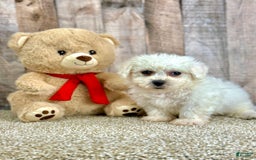 Bichon Frise dogs for sale: Boba - Image 2