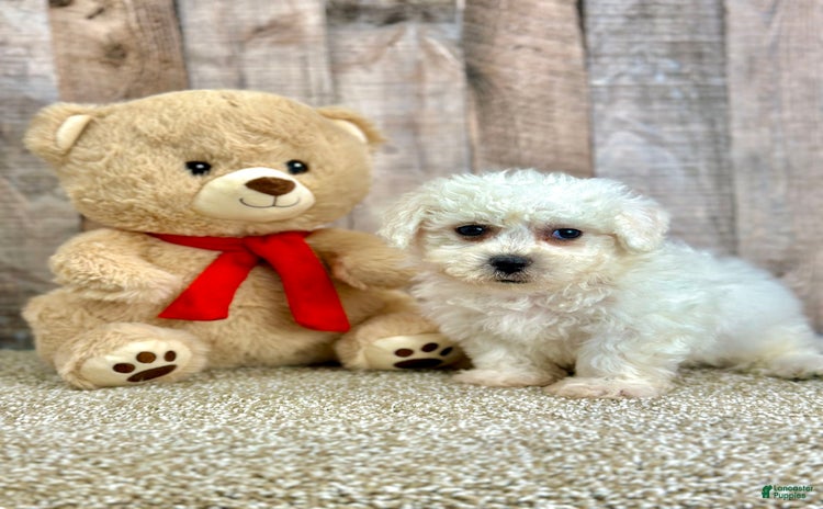 Bichon Frise dogs - Advert 1