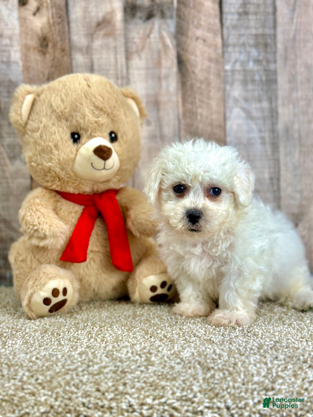 Bichon Frise dogs for sale: Boba - Image 2