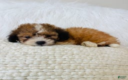 Mini Bernedoodle dogs for sale: Snickerdoodle - Image 1