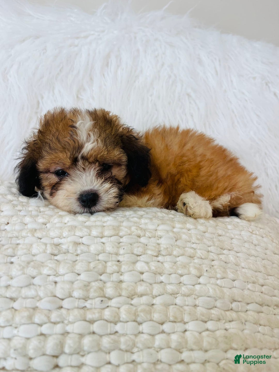 Mini Bernedoodle dogs for sale: Snickerdoodle - Image 1