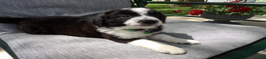 Sheba