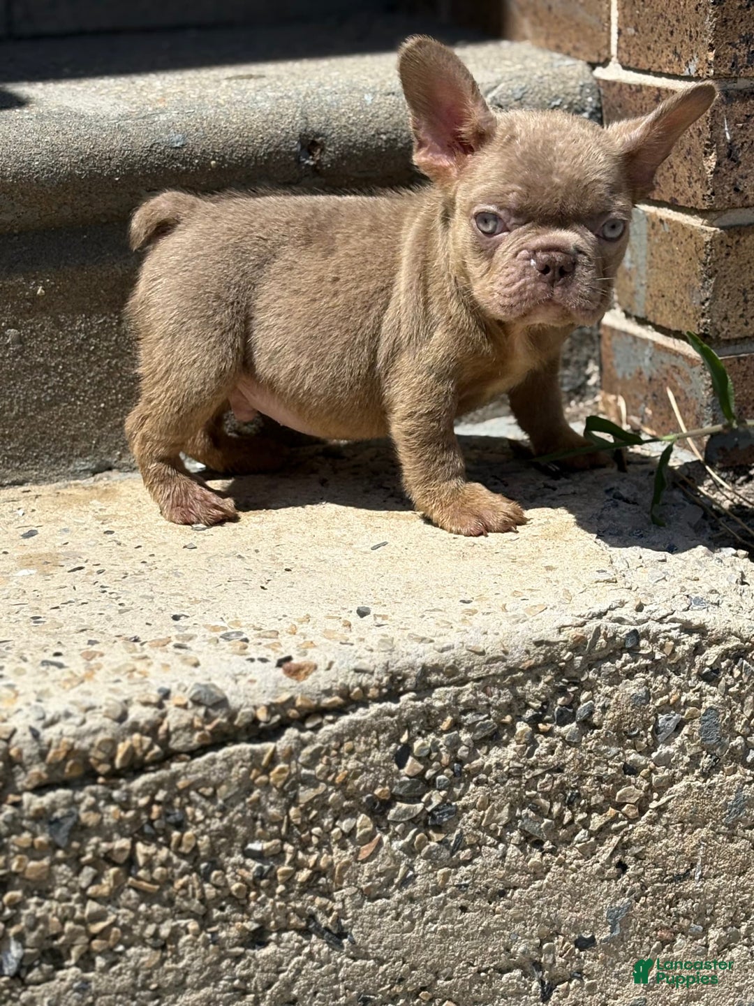 French Bulldog dogs for sale: Crisean Boy 1 - Image 1
