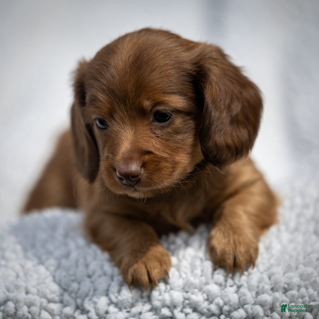 Miniature Dachshund dogs for sale: Crystal - Image 5