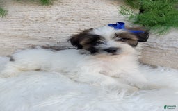 Teddy Bear dogs for sale: Milo - Image 3