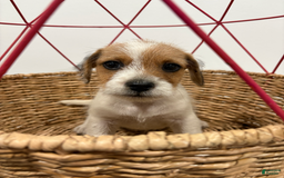 Jack Russell Terrier dogs for sale: Rocko - Image 8