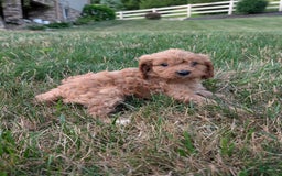 Cavapoo dogs for sale: Axel - Image 14