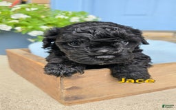 Cavapoo dogs for sale: Jace - Image 3