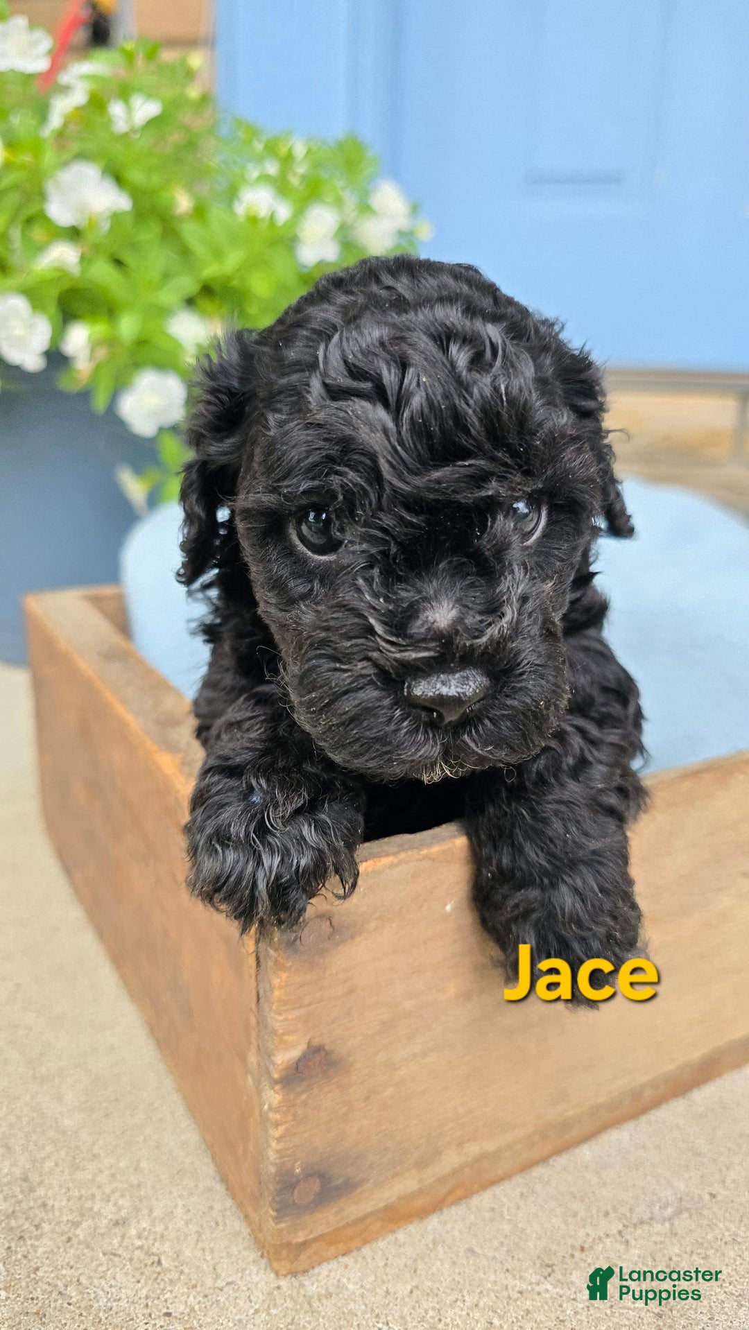 Cavapoo dogs for sale: Jace - Image 3