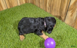 Cavalier King Charles Spaniel dogs for sale: Brin Girl 2 - Image 3