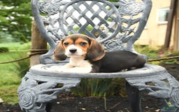 Beagle dogs for sale: Ashley - Image 4