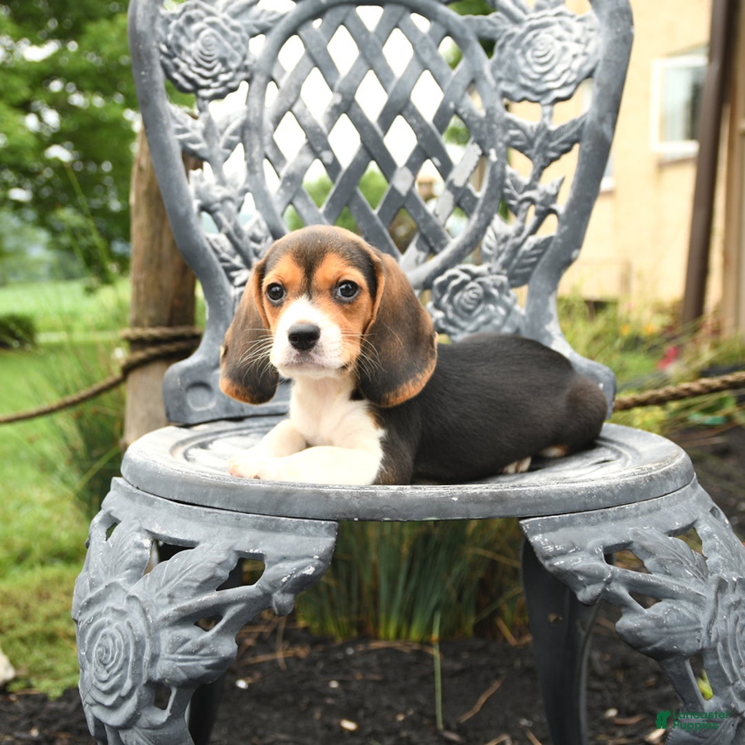 Beagle dogs for sale: Ashley - Image 4