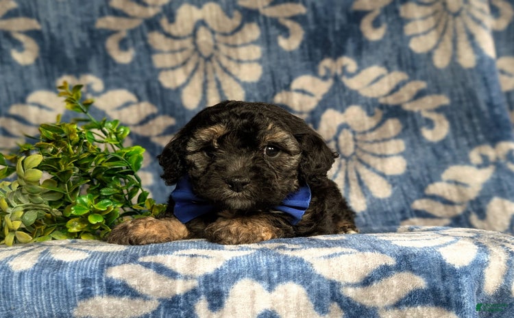 Cavapoo dogs for sale - Ad 1