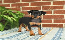 Miniature Pinscher dogs for sale: Jade - Image 8